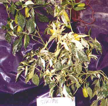 Fish hot pepper seeds