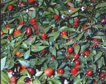 FILIUS BLUE DECORATIVE HOT PEPPER SEEDS