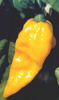 Fatalii hot pepper seeds