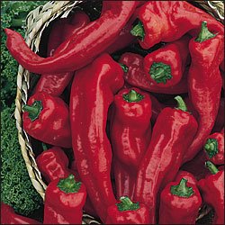 Georgia Flame hot pepper seeds