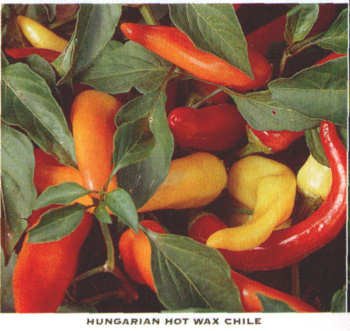 HUNGARIAN WAX, HOT BANANA PEPPER SEEDS