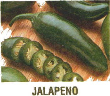 JALAPENO HOT PEPPER SEEDS