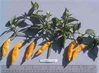 Lemon Drop hot pepper seeds