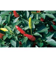 Laotian hot pepper seeds