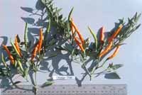 Orange Thai hot pepper seeds