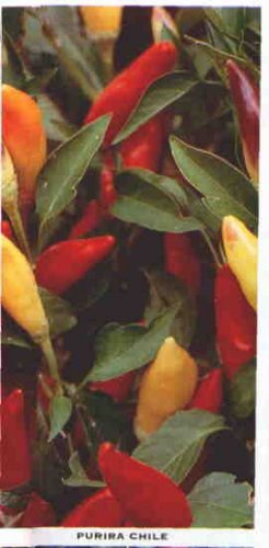 Purira hot pepper seeds