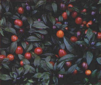 PRETTY PURPLE HOT PEPPER SEEDS
