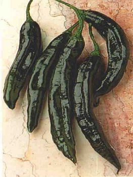 Pasillo Bajio slightly hot pepper seeds