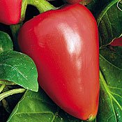 Pimento sweet pepper seeds
