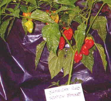 Red Habanero hot pepper seeds