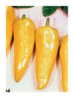 Romanian Hot hot stuffing pepper seeds