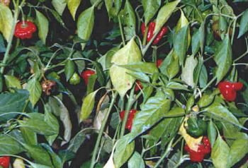 FLYING SAUCER SQUASH HOT PEPPERS SEEDS