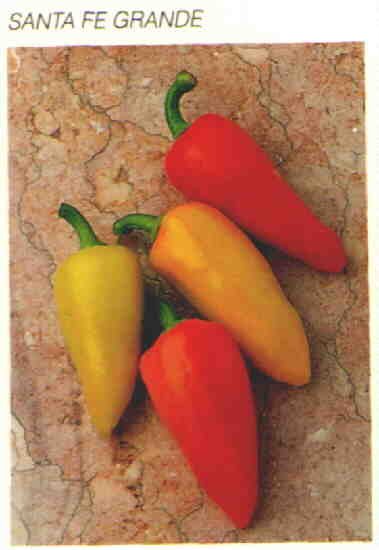 SANTA FE GRANDE HOT PEPPER SEEDS