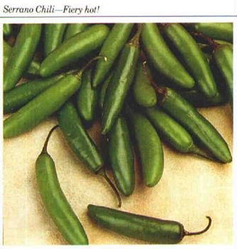 SERRANO HOT CHILE PEPPER SEED SEEDS