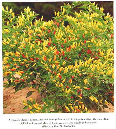 FIREY TABASCO HOT PEPPER SEEDS
