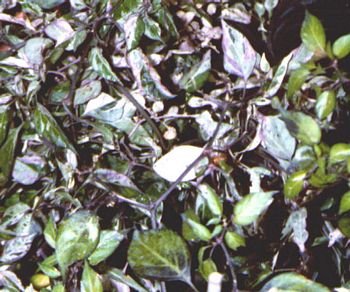Veriagata decorative hot pepper seeds