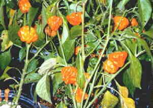 YELLOW SQUASH FLYING SAUCER HOT PEPPER Seeds