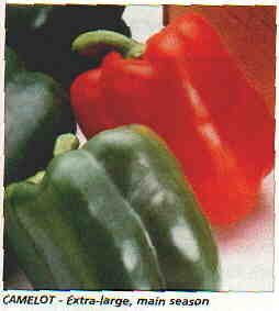 X3R CAMELOT SWEET BELL PEPPER Seeds