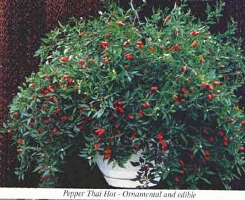 THAI PARKS HOT PEPPER seeds, PEQUIN TYPE