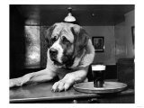 St Bernard