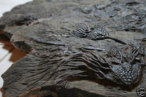 HUGE CRINOID FOSSIL GROUP Scyphocrinus Trilobite Era Slab Silurian