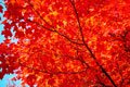 Nice 3 foot tall Red Maple Tree!