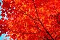 Two Nice Red Maple Trees!! L@@K!