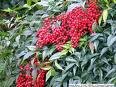 Two Beautiful Red Nandina Plants!