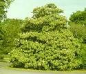 Two Beautiful Southern Magnolia Trees!