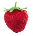 15 Earlyglow Strawberries! Order now for Spring!