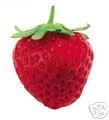 15 Honeye Strawberry Plants! Order now for Spring!