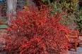 2 Beautiful Red Barberry Bushes/Trees!!