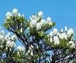 Two Beautiful Sweet Bay Mognolia Trees!