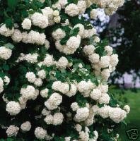 Two Old Fashioned Snowball Bushes!!! (Live Trees)