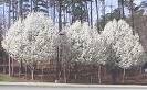 One Beautiful Aristocrat Pear! (Live Tree) !