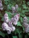 2 Purple Lillac Bushes!! (Live Trees-- Ready to Plant)
