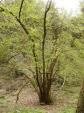 2 Nice Hazelnut Trees! (Live Trees)