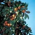 Two Nice Persimmon Trees!! Delicious Fruit!