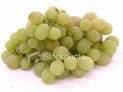 Two White Niagara Grape Plants!! Great for Wine and Jellies!