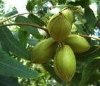 Two Stewart Pecan Trees!! Nuts!