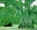 Two Beautiful Bald Cypress Trees!!!