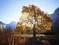 Two Chinese Elm Trees!! (Live Trees) !!!