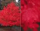 1 October Glory Maple Tree!! Beautiful!