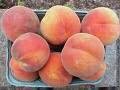 One Beautiful Red Haven Peach Tree~