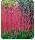 Two Nice Red Twig Dogwood Trees!