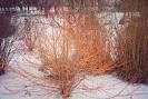 Two Yellow Twig Dogwood Trees!