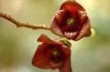 Two Beautiful Paw Paw Trees!