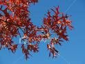 Two Nice Red Oak Trees! (Live Trees-- Ready to Plant)!