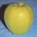 One Beautiful Lodi Apple Tree! Delicious Fruit!