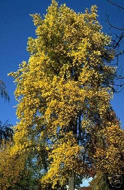 Two Tulip Poplar Trees!